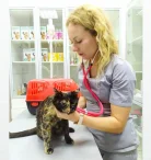 Ветеринарная клиника Три кота Фото 4 на проекте Kazan.vetspravka.ru