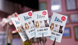 Ветеринарная клиника Три кота Фото 1 на проекте Kazan.vetspravka.ru