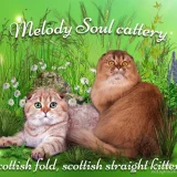 Питомник шотландских кошек Melody Soul  на проекте VetSpravka.ru