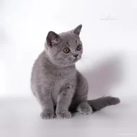 Питомник британских кошек MURLYKIN Фото 2 на проекте Kazan.vetspravka.ru Питомник британских кошек MURLYKIN Фото 2 на проекте Kazan.vetspravka.ru