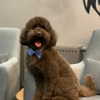 Зоосалон Barberdog Фото 2 на проекте Kazan.vetspravka.ru Зоосалон Barberdog Фото 2 на проекте Kazan.vetspravka.ru